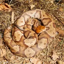 A venomous copperhead that can threaten your family here in Goose Creek