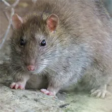 A Norway rat that is here in Hanahan South Carolina