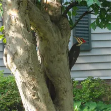 Woodpeckers as shown here can destroy your home and trees here in North Charleston