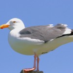 California Sea Gull