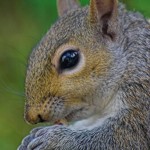 squirrel feeding