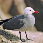 Heermanns Gull Control