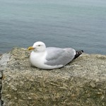 Herring Gulll Control