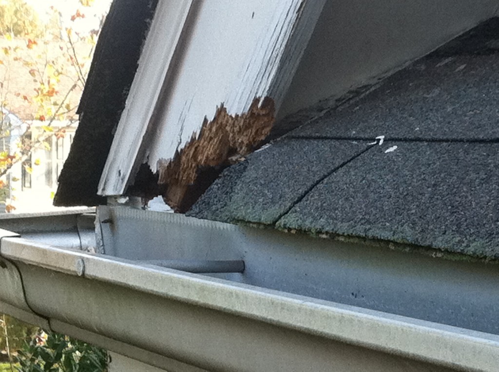 Squirrel chewed Fascia Animal Control Solutions