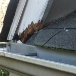 squirrel chewed in fascia