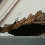 squirrel chewed hole in house