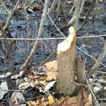 Beaver Cutting Tree