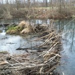 Beaver Dam