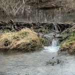 beaver dam