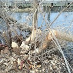 beaver cut trees