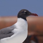 laughing gull control