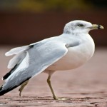 Ring-billed gull control