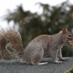 Squirrel on Roof