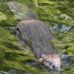 Beaver in Water