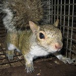 Squirrel in Cage