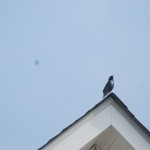 Bird on top of house