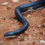 Black rat snake in house