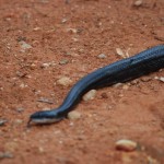 Black rat snake coming from house