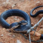 Black rat snake defensive pose