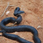 Black rat snake tongue out