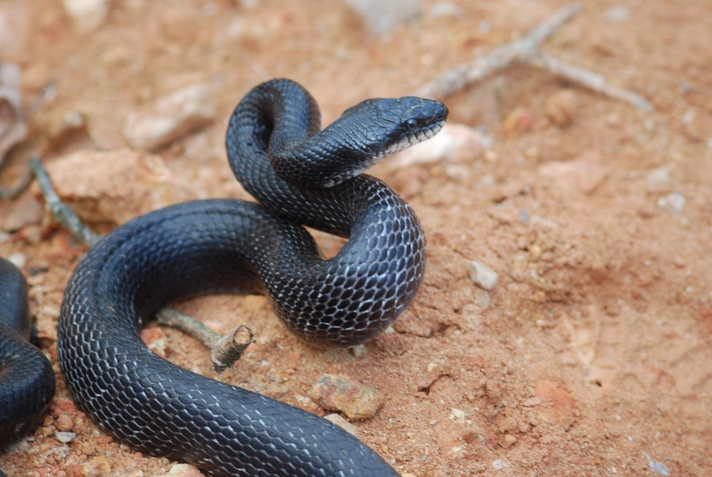 Large Black Rat snake Animal Control Solutions