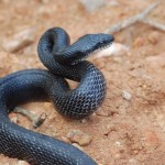 Large Black Rat snake