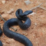 striking black rat snake