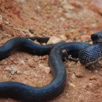 Black rat snake closeup