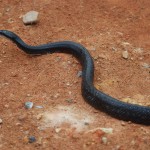 Black rat Snake