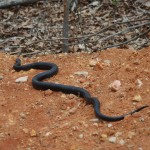 Snake in woods