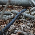 black rat snake in woods