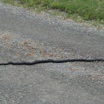 Snake in road