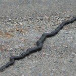 Large black snake in road