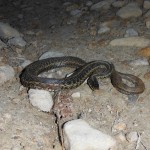 Garter Snake in Driveway