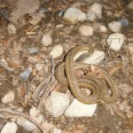 Garter Snake in Yard