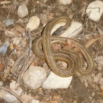 Garter Snake Control