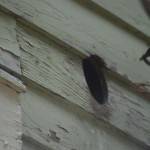 bird in bathroom vent