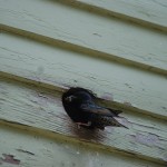female bird with babies in vent