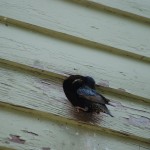 mother bird in vent with food