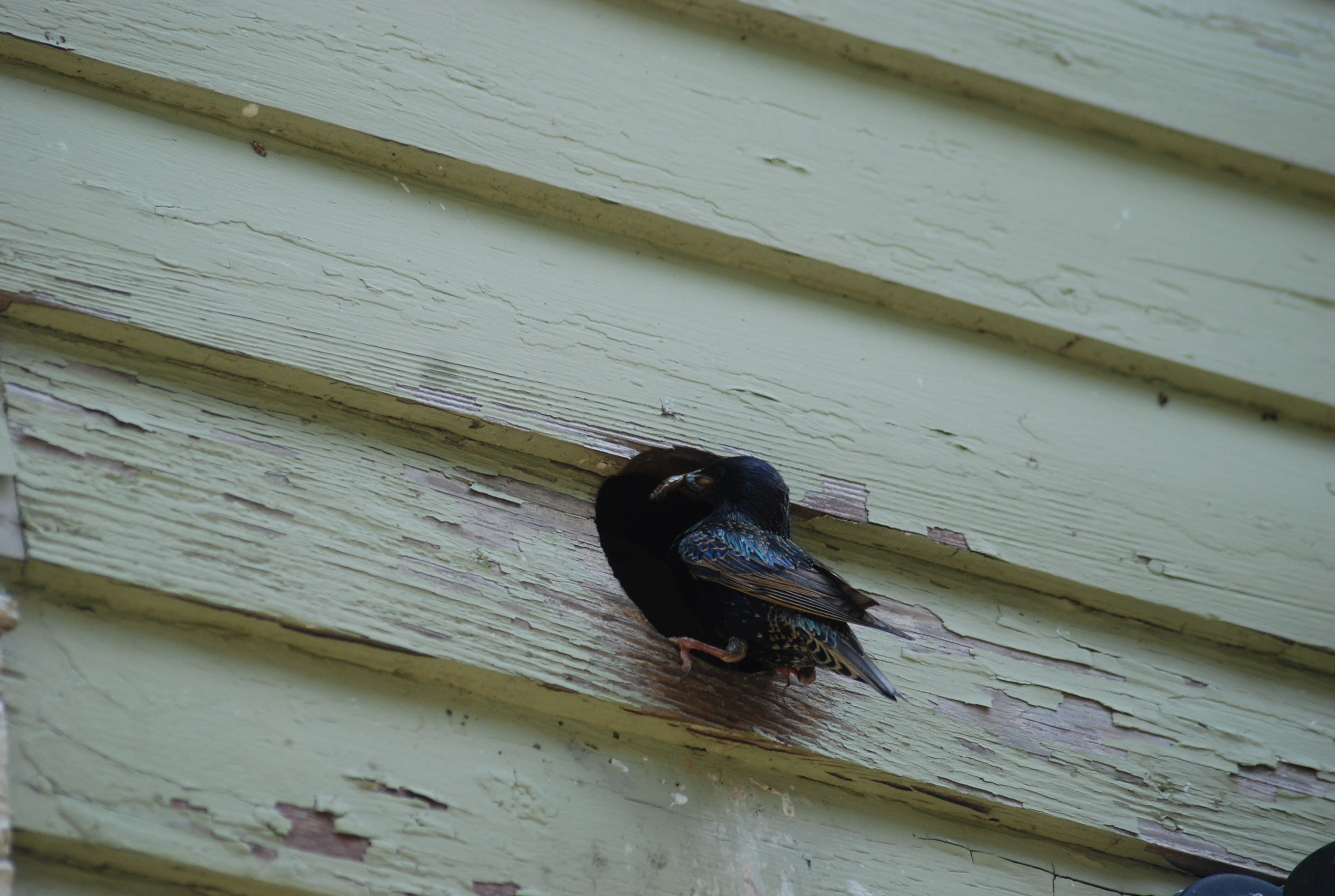 mother bird in vent