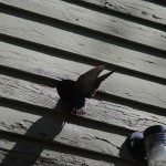 bird flying in vent