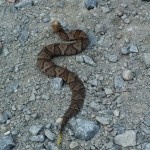 baby copperhead removal