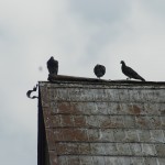 birds on roof