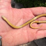 under belly of ring neck snake