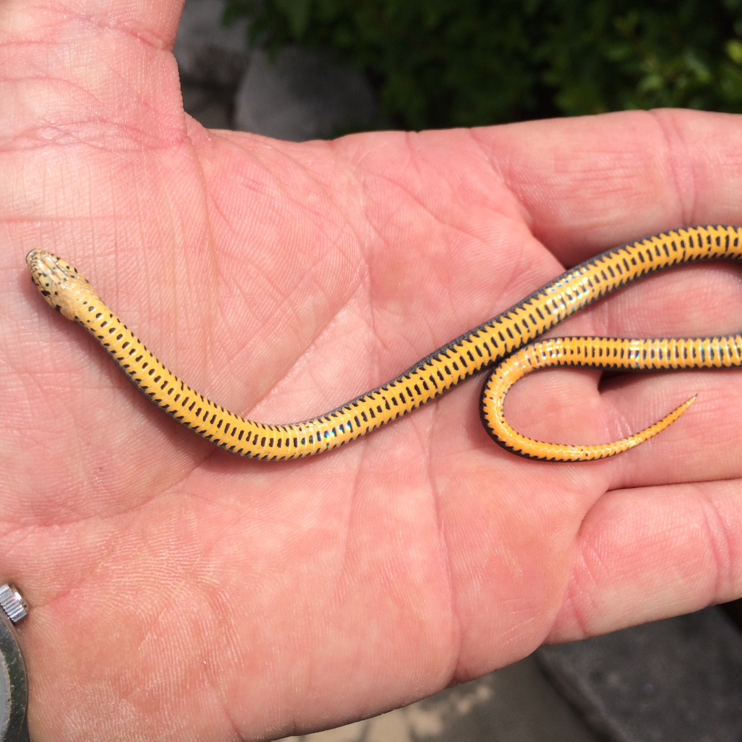 Ring Neck Snake Control Snake Babies In House