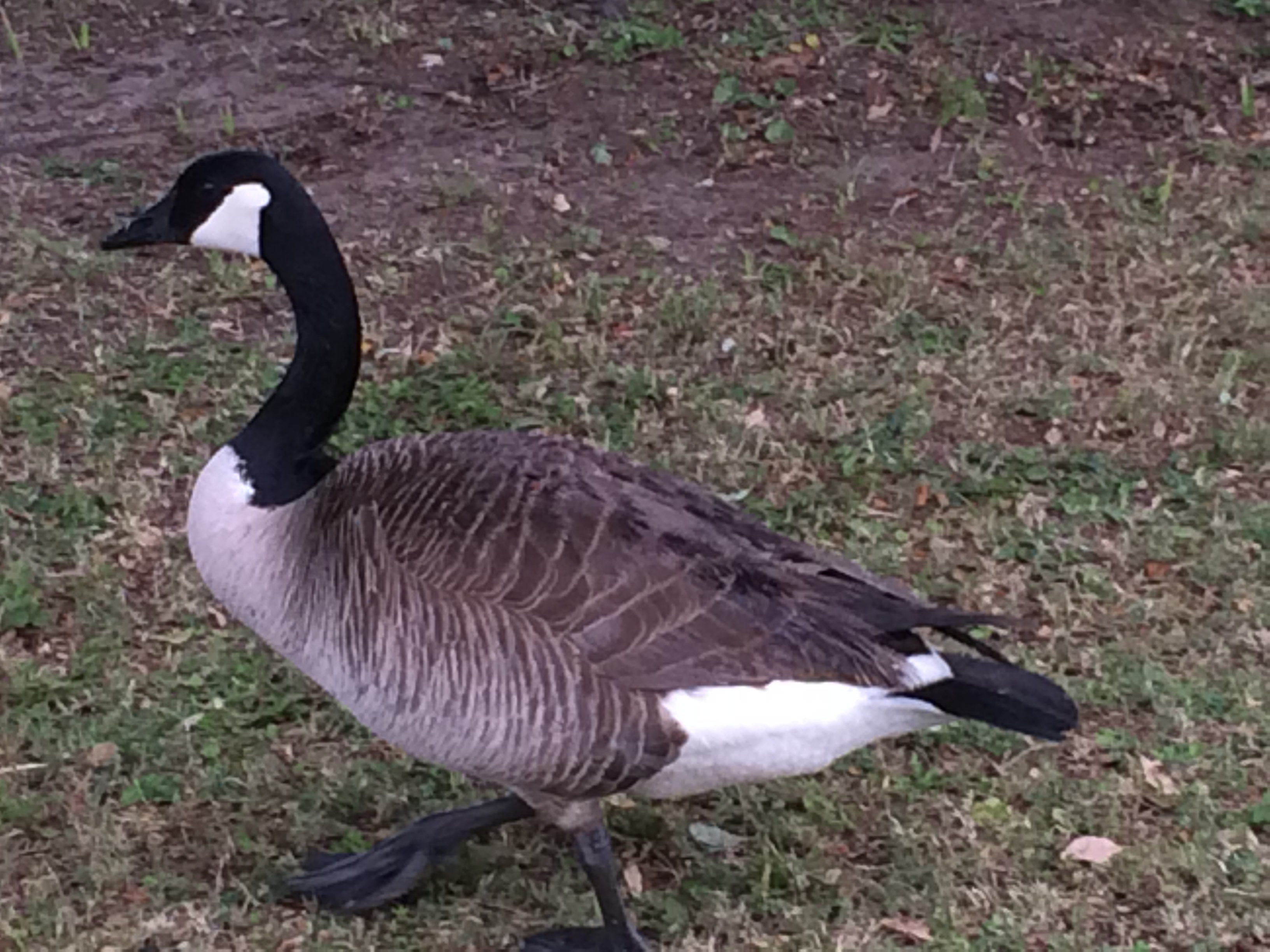 Canada Goose  Pest Information & Prevention Tips