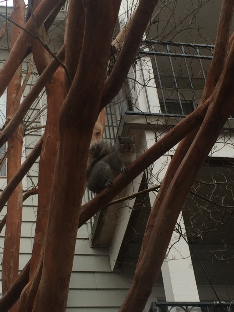 Squirrels and Apartments complexes Animal Control Solutions