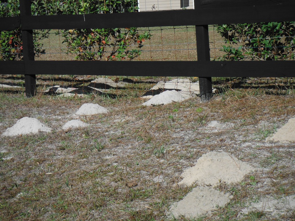 pocketgophercontrol Animal Control Solutions