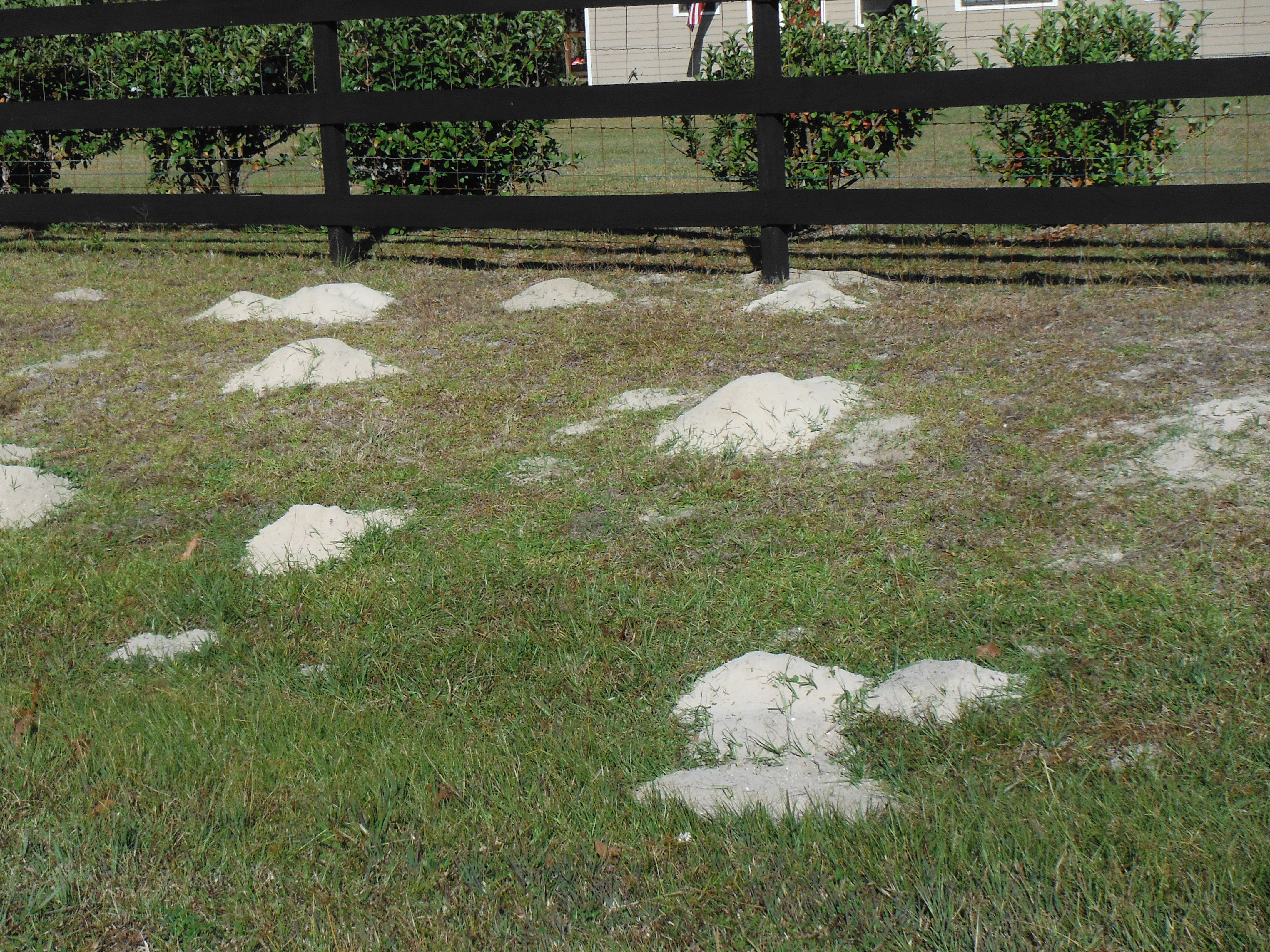 pocketgopherdamage Animal Control Solutions