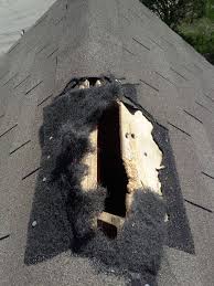 squirrel removal, attic, chimney